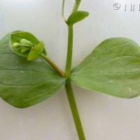 Pink Purslane